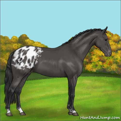 Horse Color:Black Sabino Varnish