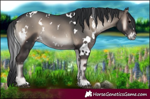 Horse Color:White Spotted Blue Onyx
