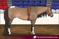 Horse Color:Bay Dun Tobiano 