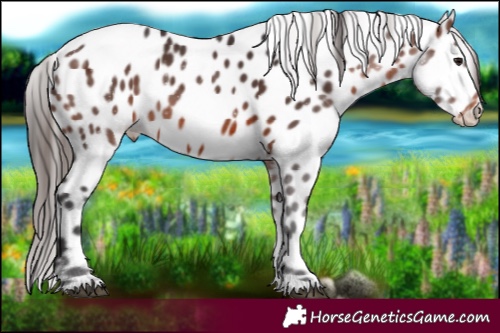 Horse Color:Brown Leopard Rabicano 