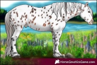 Horse Color:Brown Leopard Rabicano 