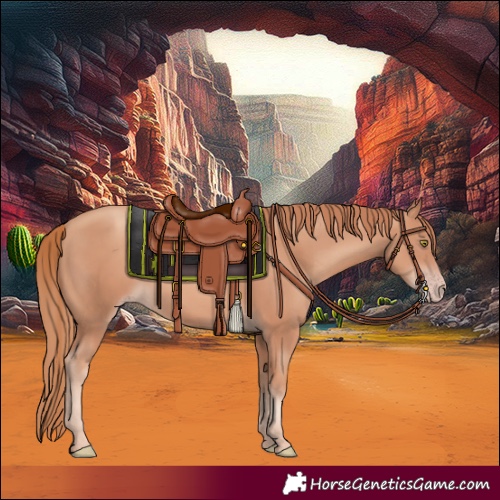 Horse Color:Gold Champagne 