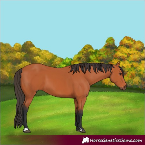 Horse Color:Bay 