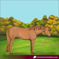 Horse Color:Chestnut 