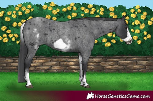 Horse Color:White Spotted Blue Roan Frame 