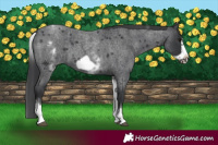 Horse Color:White Spotted Blue Roan Frame 