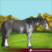 Horse Color:White Spotted Black 