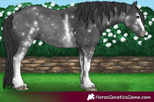 Horse Color:White Spotted Black 