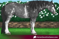 Horse Color:White Spotted Black 