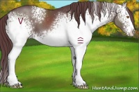 Horse Color:White Spotted Chocolate Black 
