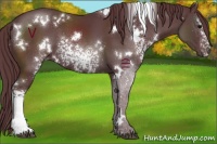 Horse Color:White Spotted Chocolate Black 