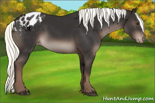 Horse Color:Liver Chestnut Mushroom Appaloosa Rabicano