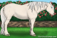 Horse Color:Cremello 