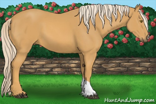 Horse Color:Palomino 