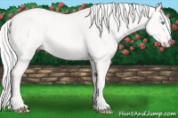 Horse Color:Cremello 