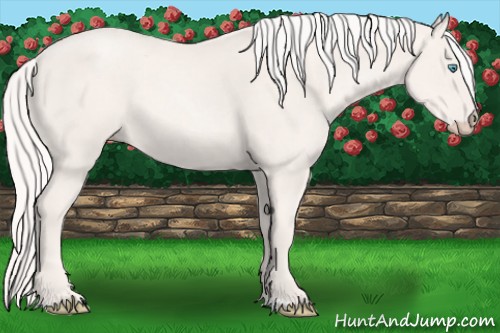 Horse Color:Cremello 
