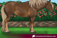 Horse Color:Chocolate Palomino 