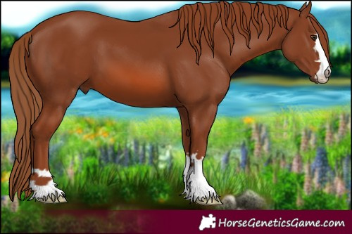Horse Color:Chestnut 