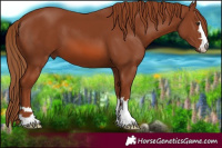 Horse Color:Chestnut 