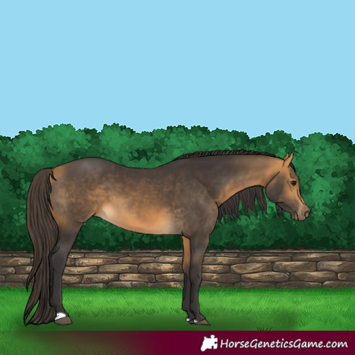 Horse Color:Buckskin