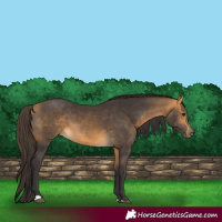 Horse Color:Buckskin 