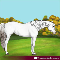 Horse Color:Brown Appaloosa  and Brown Appaloosa 