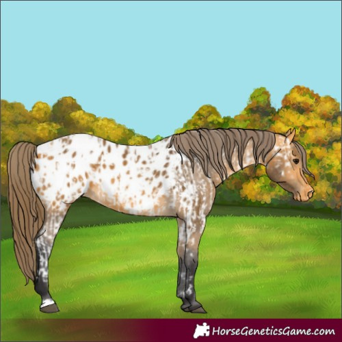 Horse Color:Buckskin Appaloosa  and Buckskin Appaloosa 