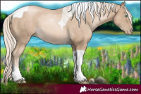 Horse Color:Chocolate Palomino Pearl Tobiano 