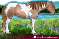 Horse Color:Liver Chestnut Pearl Tobiano
