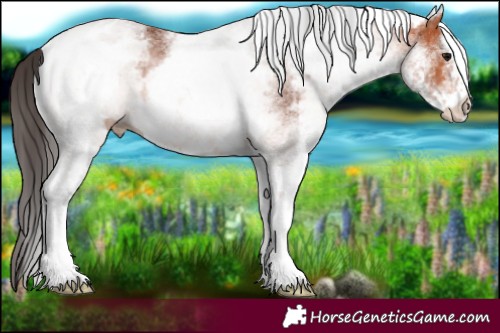 Horse Color:White Spotted Bay 