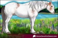 Horse Color:White Spotted Bay 