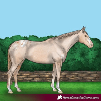 Horse Color:Chestnut Appaloosa 
