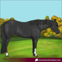 Horse Color:Black Tobiano Rabicano 