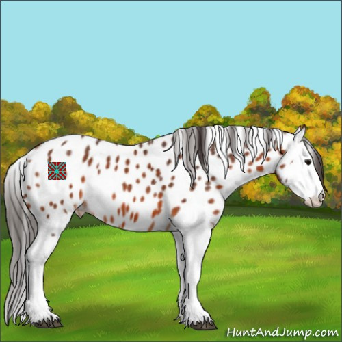 Horse Color:Bay Splash Appaloosa 