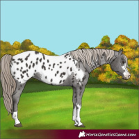 Horse Color:Liver Chestnut Appaloosa 
