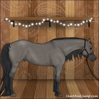 Horse Color:Grullo Roan Sabino Rabicano