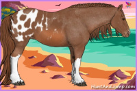 Horse Color:Chestnut Appaloosa 