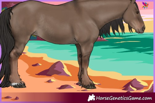 Horse Color:Liver Red Dun Rabicano 