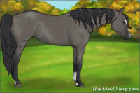 Horse Color:Grullo Sabino Rabicano 