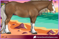 Horse Color:Chocolate Palomino Splash