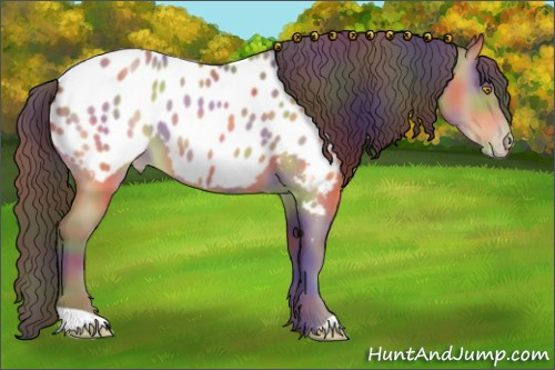 Horse Color:Nacre Amber Champagne Roan Appaloosa 