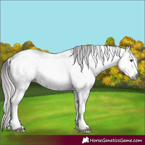 Horse Color:Gray White Spotted Liver Chestnut