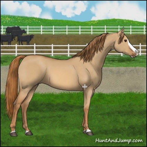 Horse Color:Red Dun Splash 