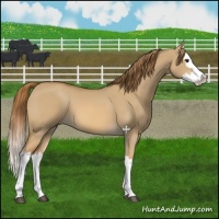 Horse Color:Red Dun Splash 