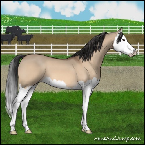 Horse Color:Bay Dun Splash 