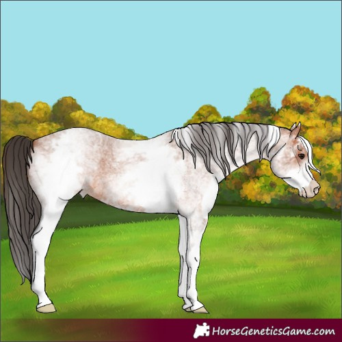 Horse Color:White Spotted Bay Roan 