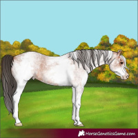 Horse Color:White Spotted Bay Roan