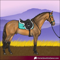 Horse Color:Buckskin 