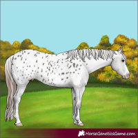 Horse Color:Grullo Appaloosa 