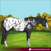 Horse Color:Black Near Leopard